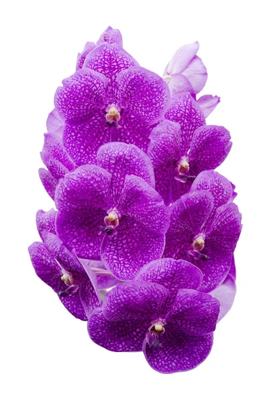 Orchidej květina — Stock fotografie