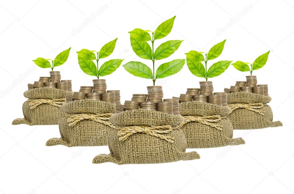 Growing plant in coins bag isolated on white background , busine