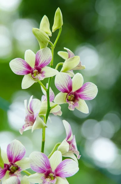 Flor de orquídea — Fotografia de Stock