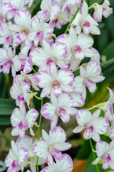 Orchidea virág — Stock Fotó