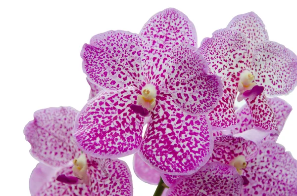 Orchid flower — Stock Photo, Image