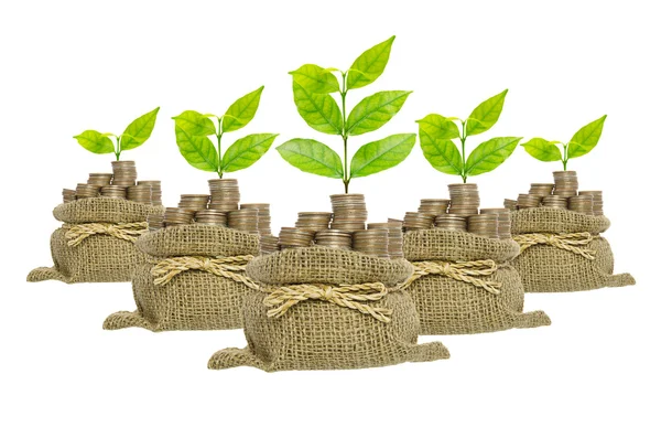 Growing plant in coins bag isolated on white background , busine — Stock Photo, Image