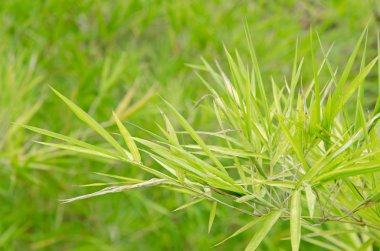 Bambu yaprak arka plan