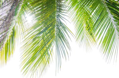 Beyaz arkaplanda hindistan cevizi yaprakları