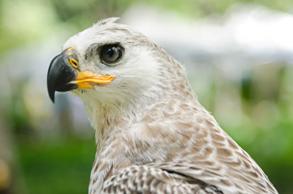 Hawk head closeup — Stock Photo, Image