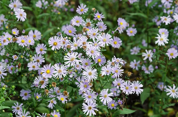 Crisantemos florecen en el jardín — Foto de Stock