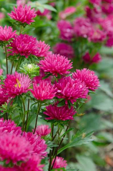 Fleurs de chrysanthèmes dans le jardin — Photo