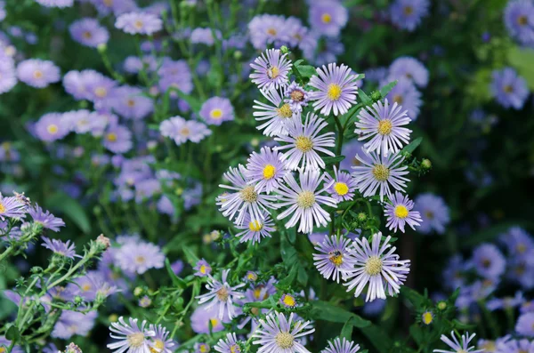 Crisantemos florecen en el jardín — Foto de Stock