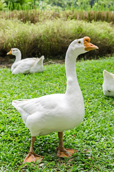 Witte ganzen op groen grasveld — Stockfoto