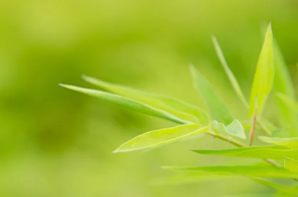 Bamboo leaf background — Stock Photo, Image