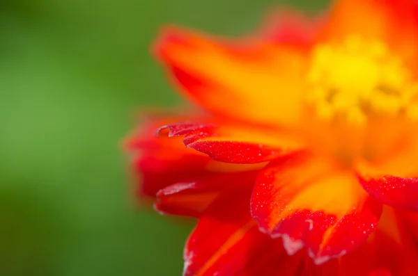 Crisantemo fiore per sfondo — Foto Stock