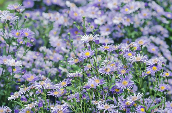 Kwiat Chryzantemy w ogrodzie — Zdjęcie stockowe