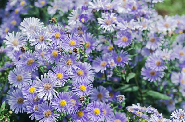 Crisantemos florecen en el jardín — Foto de Stock