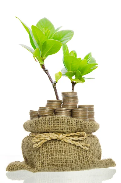 Coins bag tree on white background — Stock Photo, Image