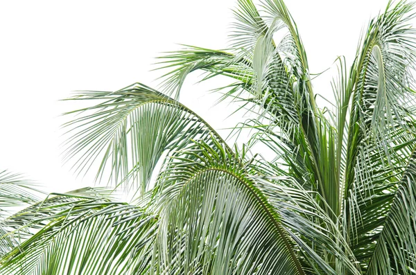 Folhas de coco no fundo branco — Fotografia de Stock