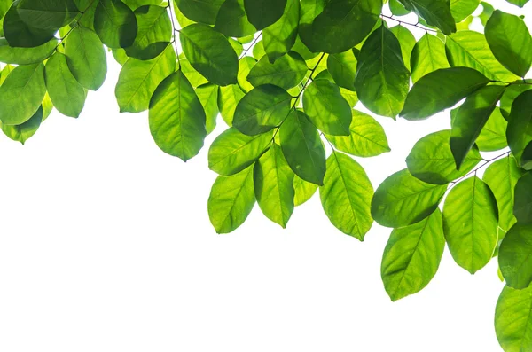 Hermosas hojas verdes sobre fondo blanco — Foto de Stock