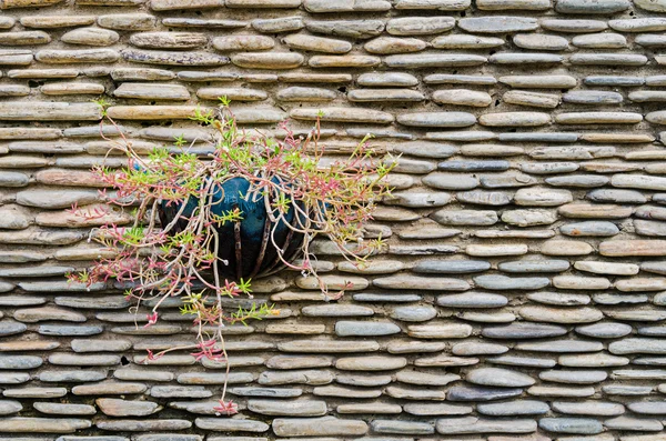 Stone wall with Rosemoss flower pot on it — Stock Photo, Image