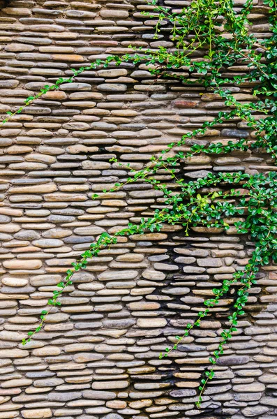 Green plant on grunge stone wall — Stock Photo, Image