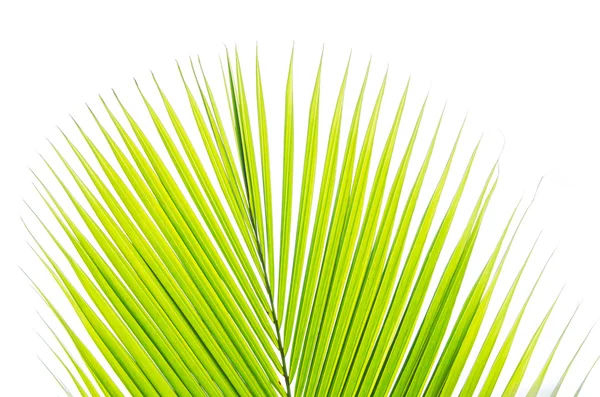 椰子叶，白色背景 — 图库照片