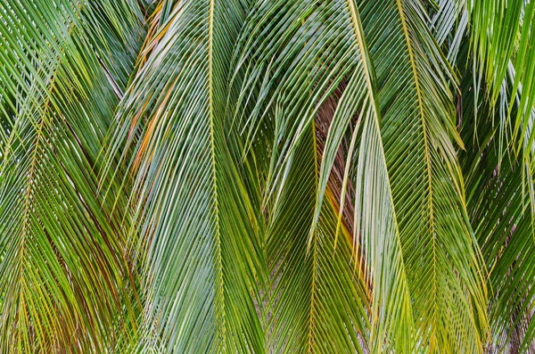 Feuilles de noix de coco sur fond blanc — Photo