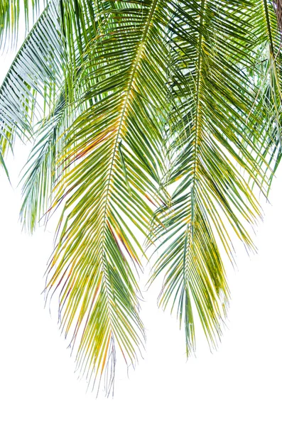 Kokosové listy na bílém pozadí — Stock fotografie