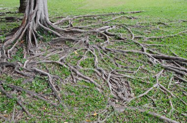Banyan ağacı kökü arka planı için