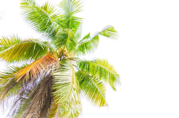 Kokosowe drzewo na białym tle — Zdjęcie stockowe
