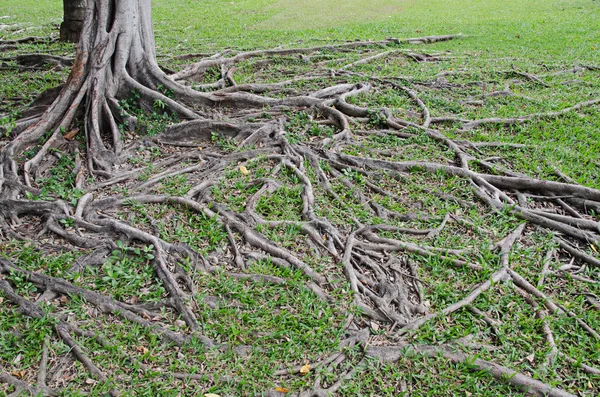 Racine d'arbre banyan pour arrière-plan — Photo