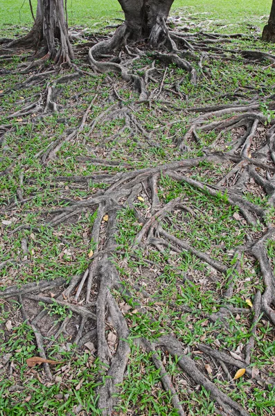 Banyan tree root pro pozadí — Stock fotografie