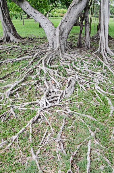 A Banyan fa gyökerét a háttérben — Stock Fotó