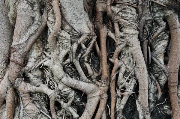 Banyan tree root for background — Stock Photo, Image