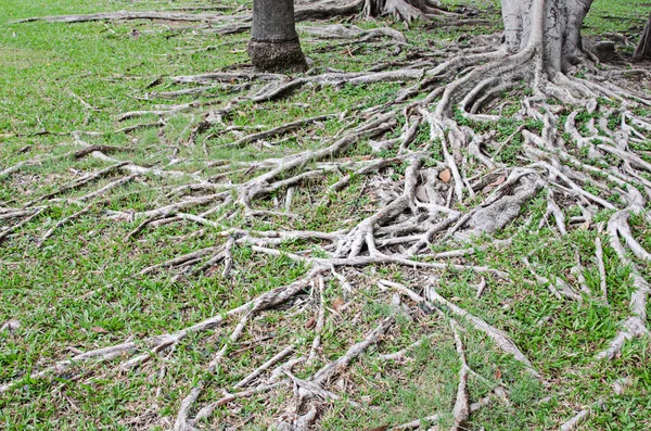 Banyan tree root pro pozadí — Stock fotografie