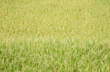 Yeşil pirinç tarlası