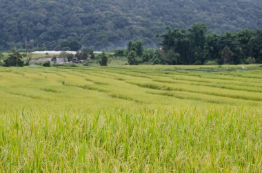 Mae Kalng Luang, Tayland pirinç alan teraslı