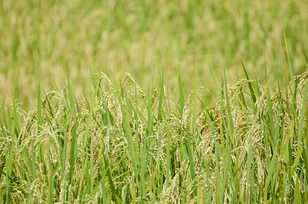 绿稻田 — 图库照片