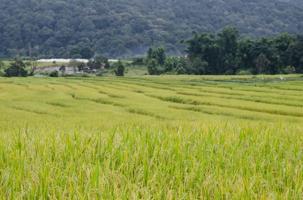 Mae Kalng Luang, Tailândia Campo de Arroz Terraço — Fotografia de Stock