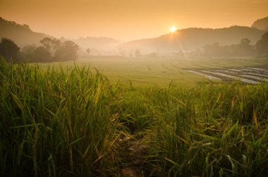 Teraslı pirinç alan güneş doğarken