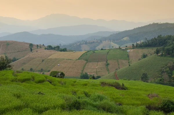 PA Pong Pieng, Tayland pirinç alan teraslı — Stok fotoğraf