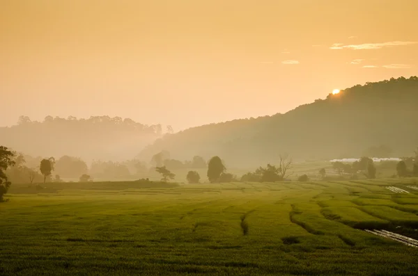 Salida del sol en el campo de arroz en terrazas — Foto de Stock