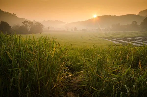 Salida del sol en el campo de arroz en terrazas — Foto de Stock