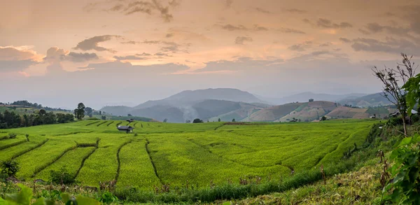 PA Pong Pieng, Tayland pirinç alan teraslı — Stok fotoğraf