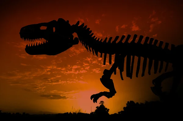Silhouette of huge dinosaurs skeleton — Stock Photo, Image