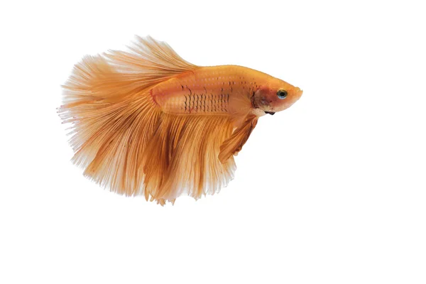 Orange fighting fish on white background — Stock Photo, Image