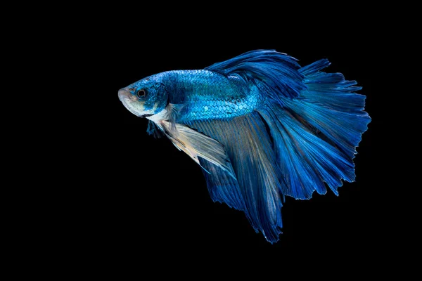 Blu pesce combattente su sfondo nero — Foto Stock
