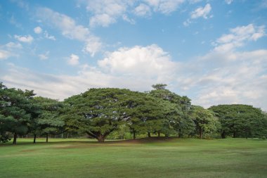 ağaç arka plan ile yeşil çim sahası