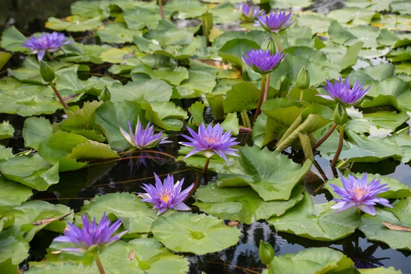 Flor de lótus violeta — Fotografia de Stock