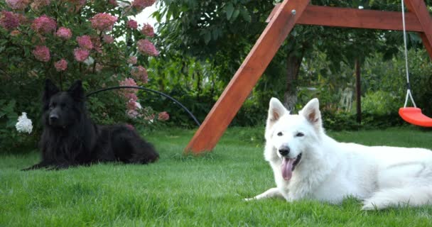 Білий Чорний Собака Стежці Соді Повільний Рух — стокове відео