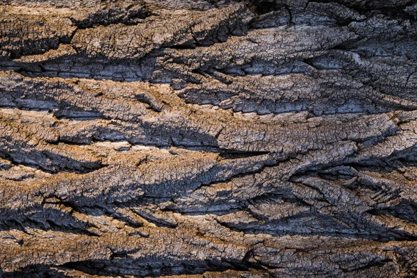 Dark brown Tree Bark Texture — Stock Photo, Image