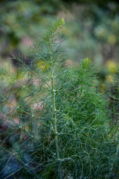 带有模糊绿色背景的茴香植物叶子 — 图库照片