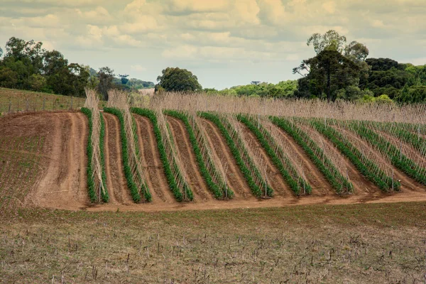 Tomato Plantation Field Whit Sky Clouds — Stock Photo, Image